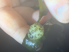 Onchidoris bilamellata