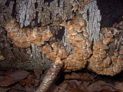 Agaricomycetes
