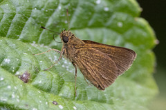 Corticea lysias