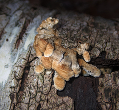 Agaricomycetes