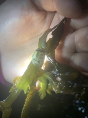 Onchidoris bilamellata