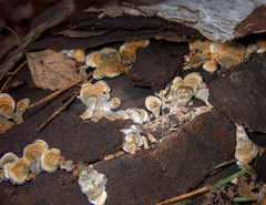 Agaricomycetes