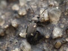 Tetragonoderus laevigatus