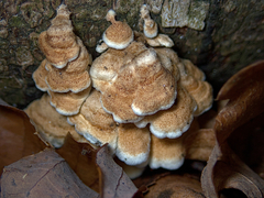 Agaricomycetes