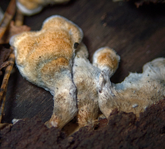 Agaricomycetes