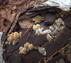 Agaricomycetes