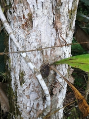 Mormodes