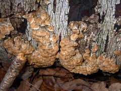 Agaricomycetes