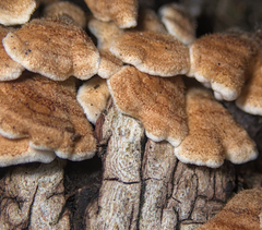 Agaricomycetes