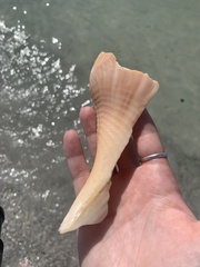 Triplofusus giganteus