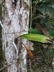 Mormodes