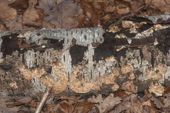 Agaricomycetes