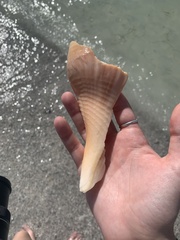 Triplofusus giganteus