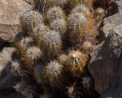 Copiapoa solaris