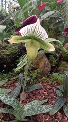 Paphiopedilum