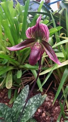 Paphiopedilum