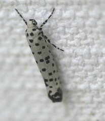 Yponomeuta internellus