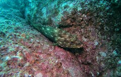 Epinephelus labriformis