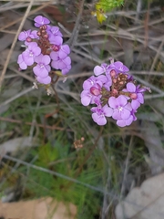 Stylidium lineare
