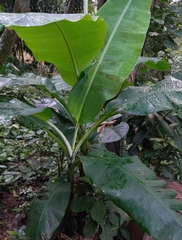 Musa