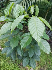 Handroanthus