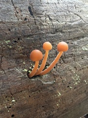 Flammulina velutipes