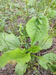 Plantago