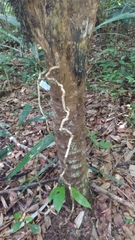 Astrocaryum murumuru