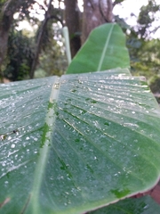 Musa