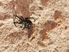 Latrodectus