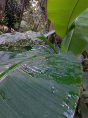 Musa