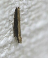 Hypatima spathota