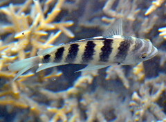 Abudefduf septemfasciatus