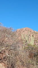 Stenocereus thurberi