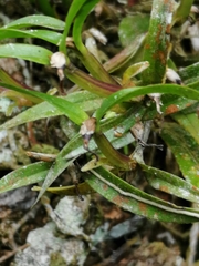 Scaphyglottis