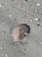 Aplidium stellatum