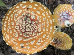 Amanita muscaria