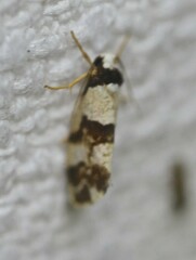 Philenora aspectalella