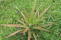 Ananas comosus