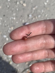 Schinus terebinthifolia