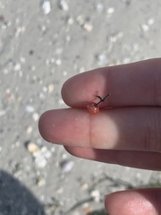 Schinus terebinthifolia