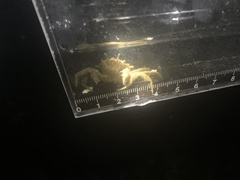 Telmessus cheiragonus