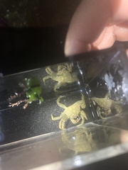 Telmessus cheiragonus