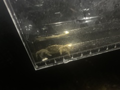 Telmessus cheiragonus