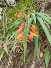 Crocosmia