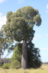 Brachychiton rupestris