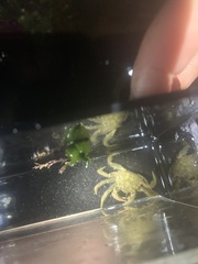 Telmessus cheiragonus