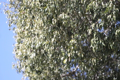 Brachychiton rupestris