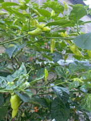 Capsicum