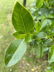 Coprosma robusta